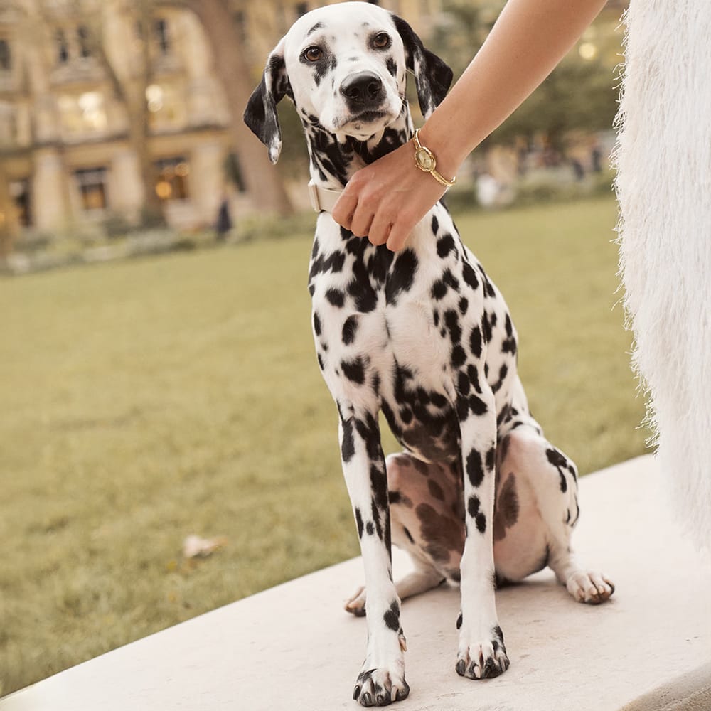 Diana Petite Dalmatian Gold - изображение 7